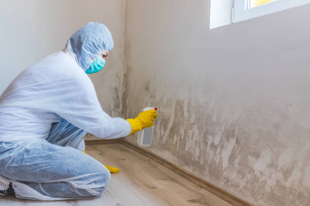 Licensed Mold Cleanup service in Little Elm, TX - WQB Mold Removal