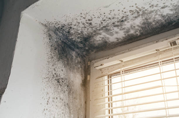 Affordable Mold Cleanup solutions in Little Elm, TX