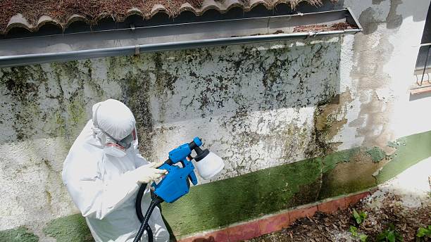 Top rated local Mold Cleanup specialists in Little Elm, TX